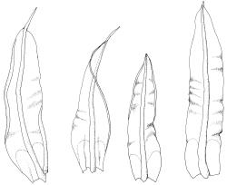 Barbula calycina, stem leaves. Drawn from W. Martin 439.15, CHR 568362.
 Image: R.D. Seppelt © R.D.Seppelt All rights reserved